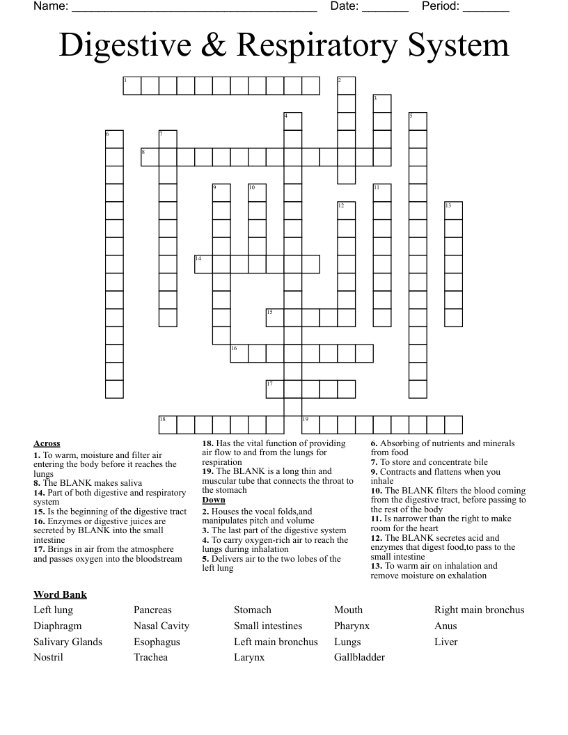 Digestive & Respiratory System Crossword