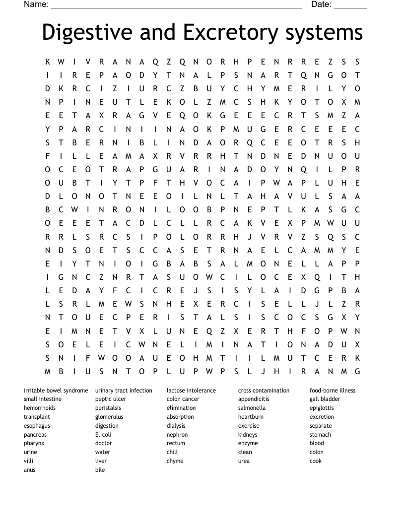 Digestive and Excretory systems Word Search
