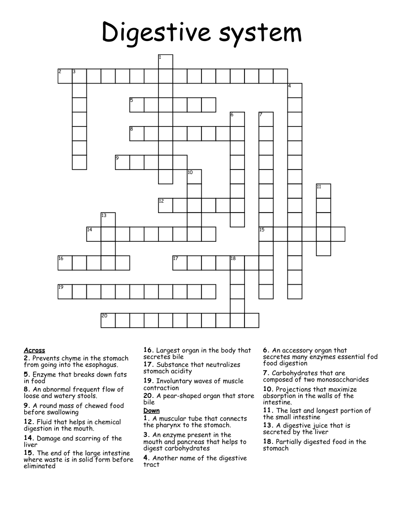 Digestive system Crossword
