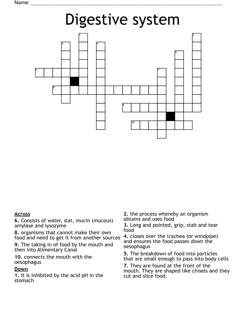 Digestive system Crossword