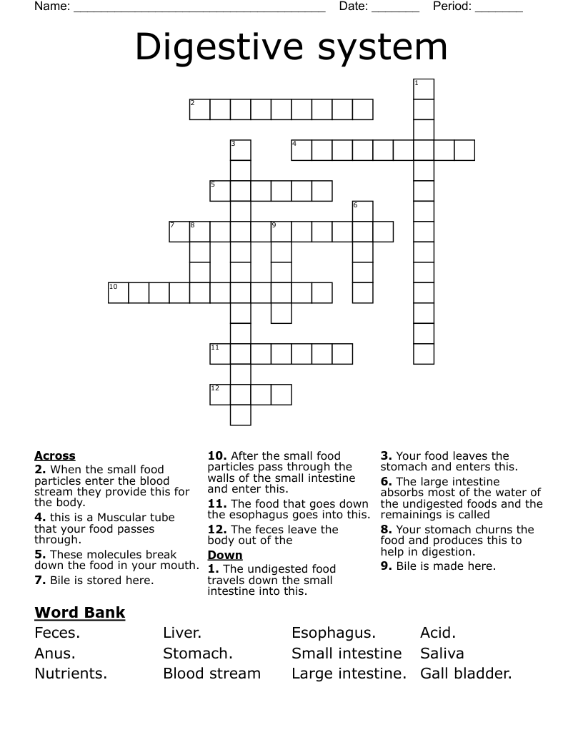 Digestive system Crossword