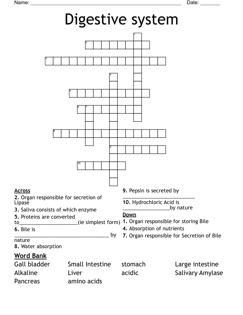 Digestive system Crossword