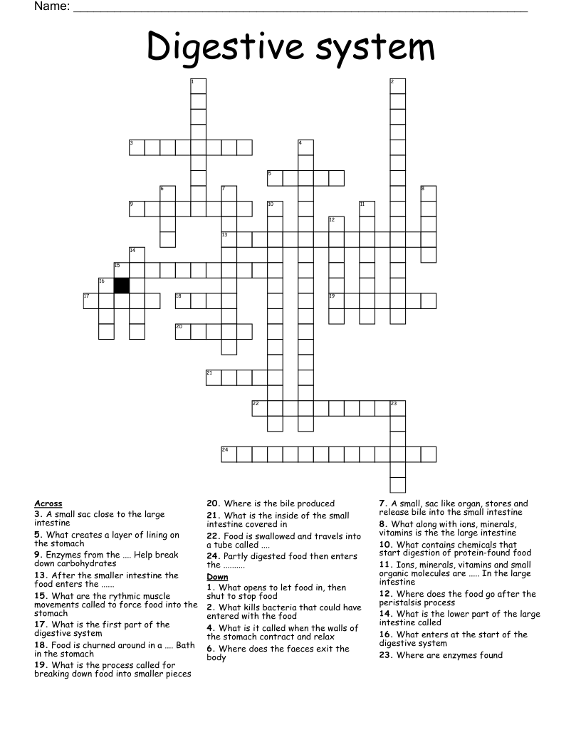 Digestive system  Crossword
