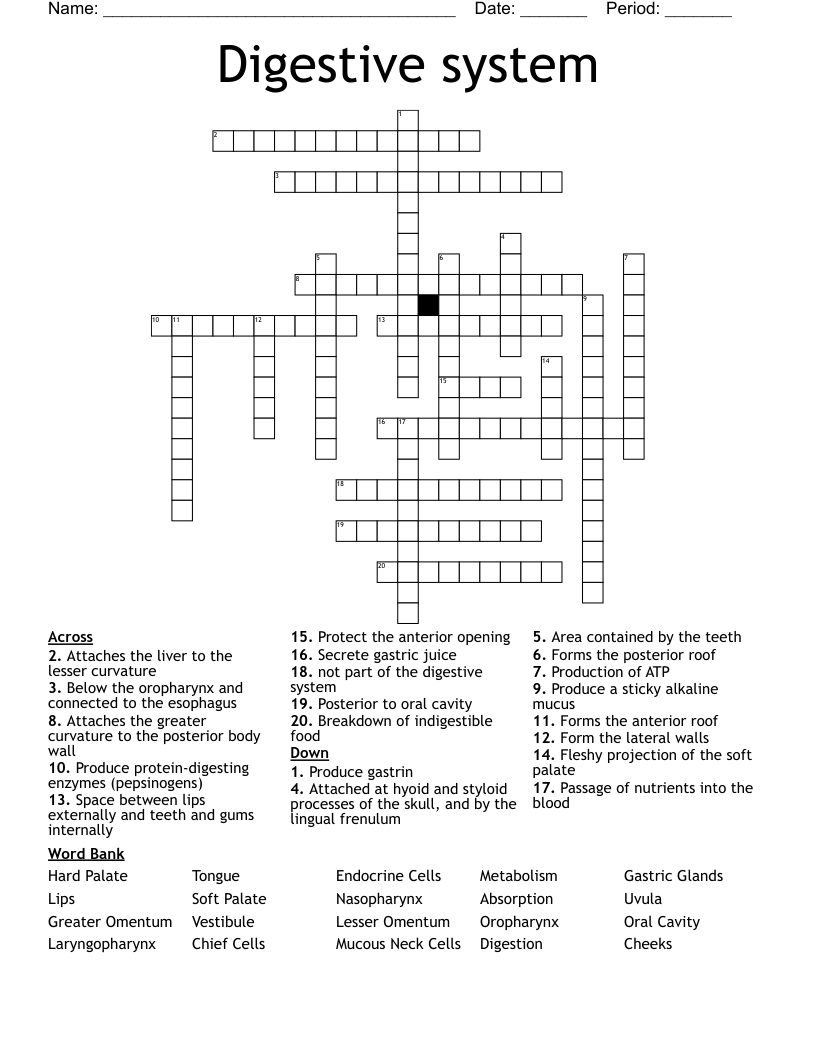Digestive system  Crossword
