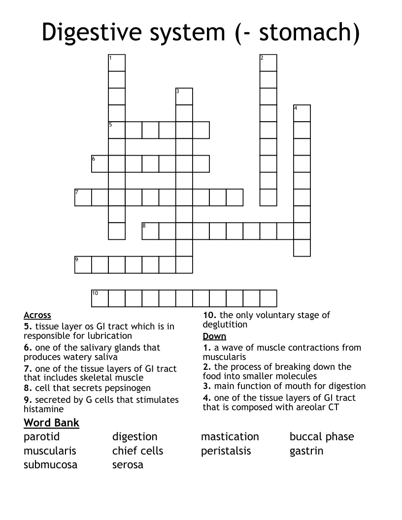 Digestive system (- stomach) Crossword
