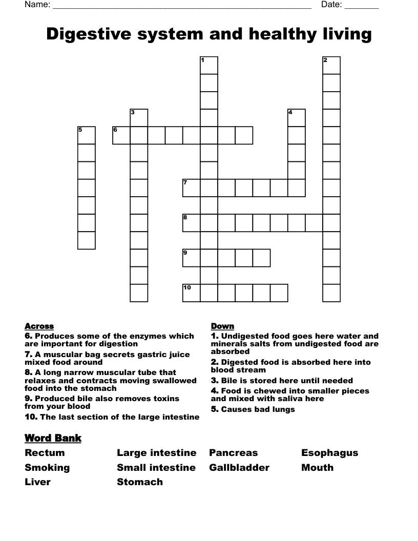 Digestive system and healthy living  Crossword