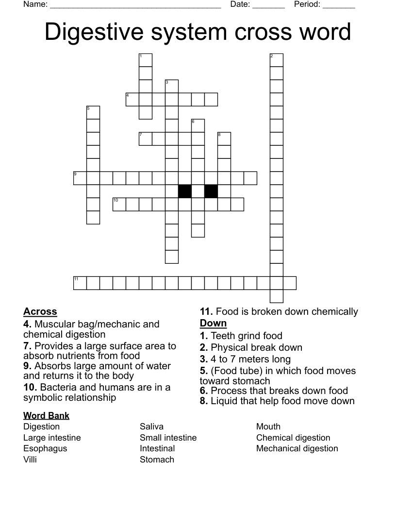 Digestive system cross word 