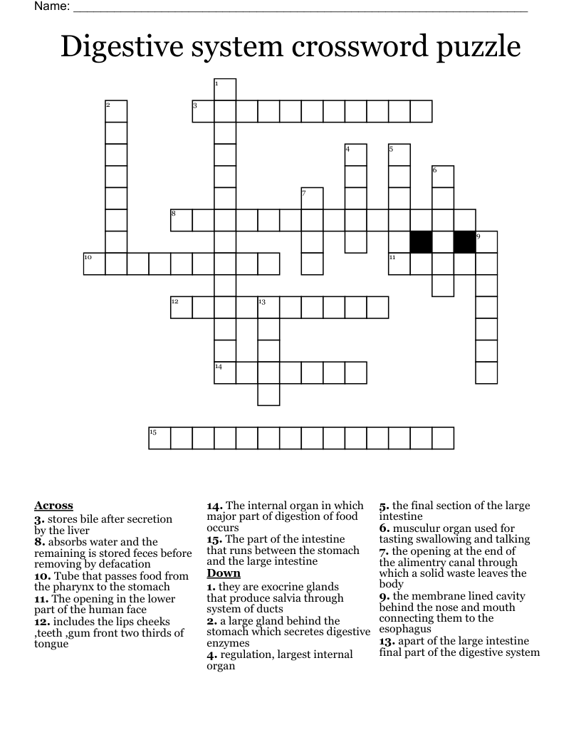 Digestive system crossword puzzle