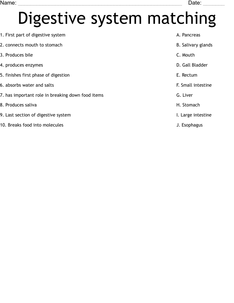 Digestive system matching  Worksheet