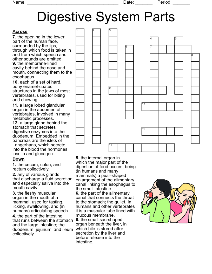 Digestive System Parts  Crossword