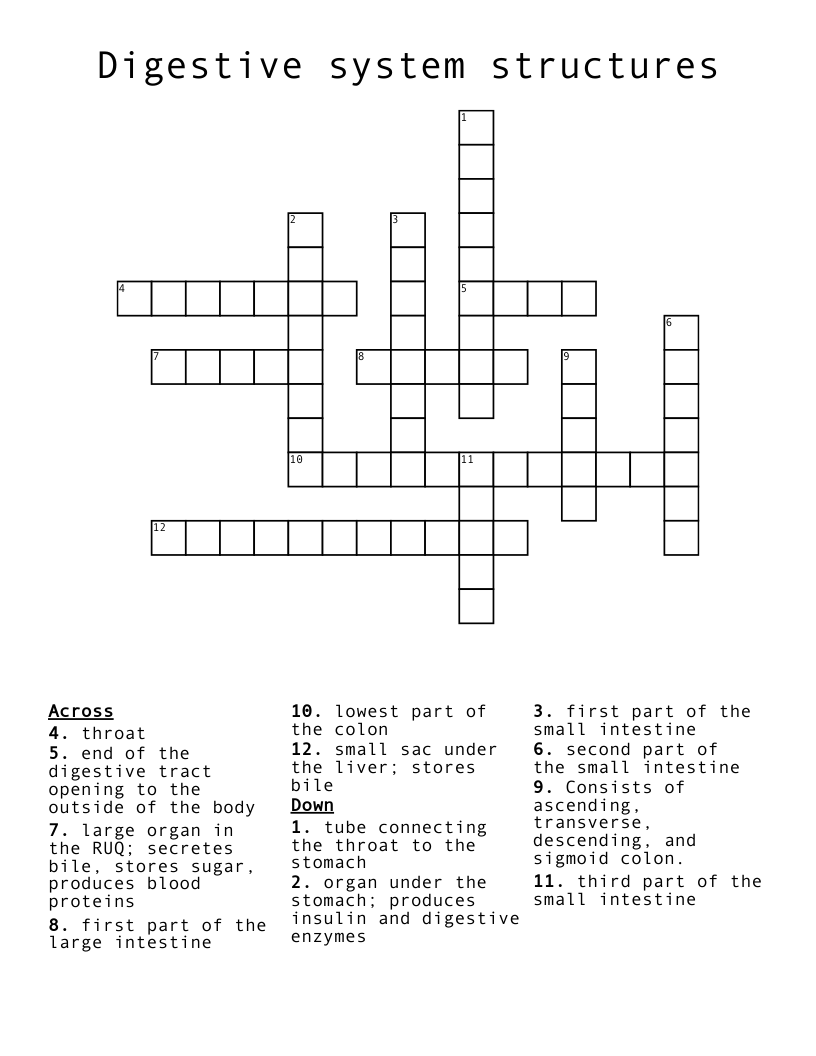 Digestive system structures  Crossword