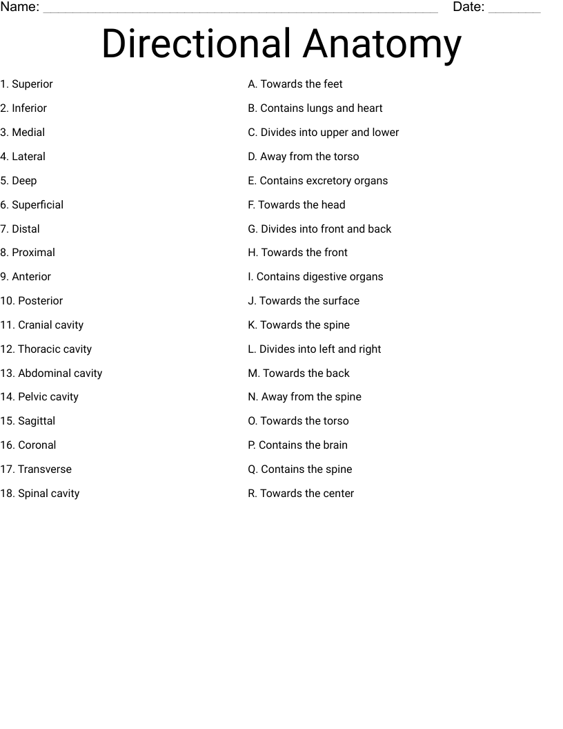 Directional Anatomy Worksheet