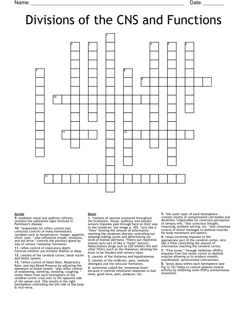 Divisions of the CNS and Functions Crossword