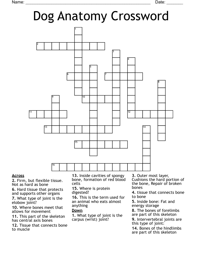 Dog Anatomy Crossword