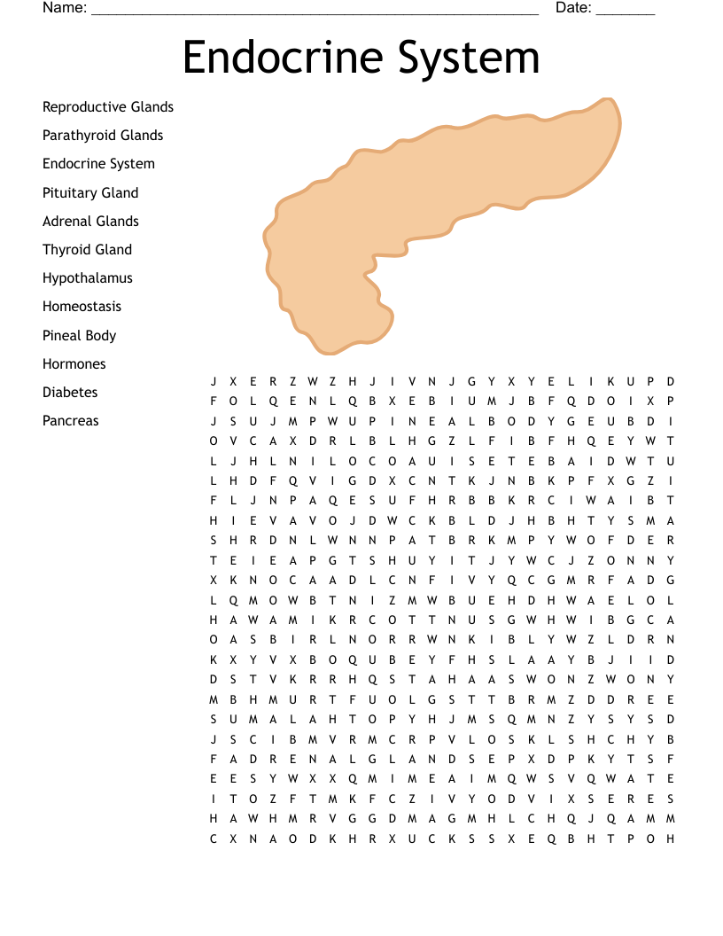 Endocrine System Word Search