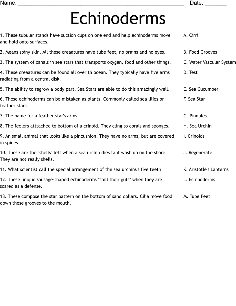 Echinoderms Worksheet