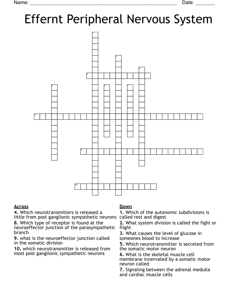 Effernt Peripheral Nervous System Crossword
