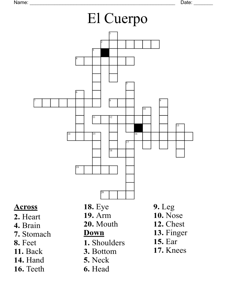 El Cuerpo  Crossword