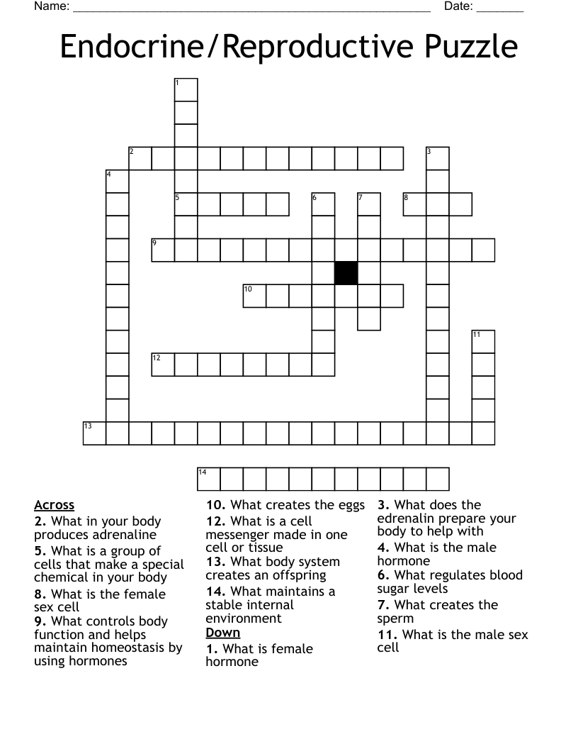 Endocrine/Reproductive Puzzle Crossword