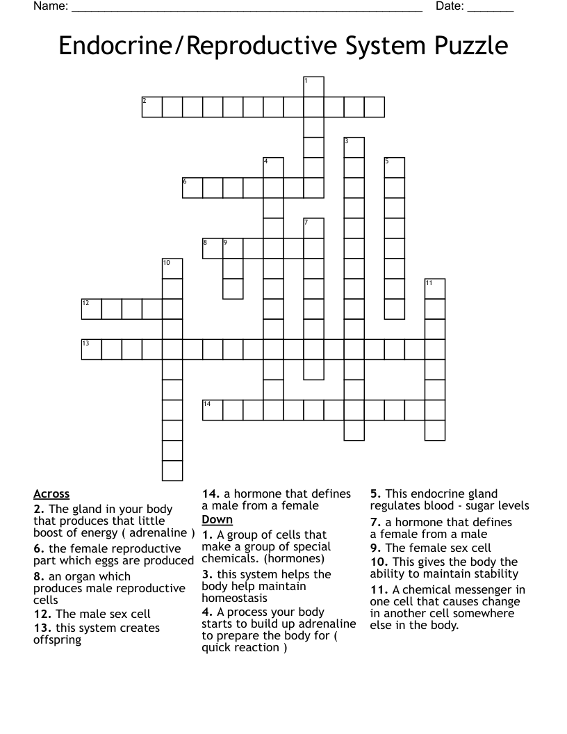 Endocrine/Reproductive System Puzzle Crossword