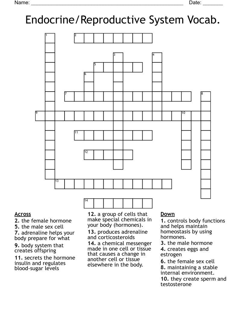 Endocrine/Reproductive System Vocab. Crossword