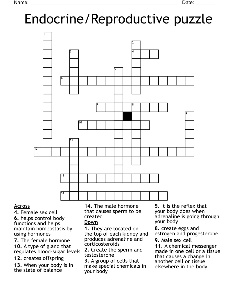 Endocrine/Reproductive puzzle Crossword