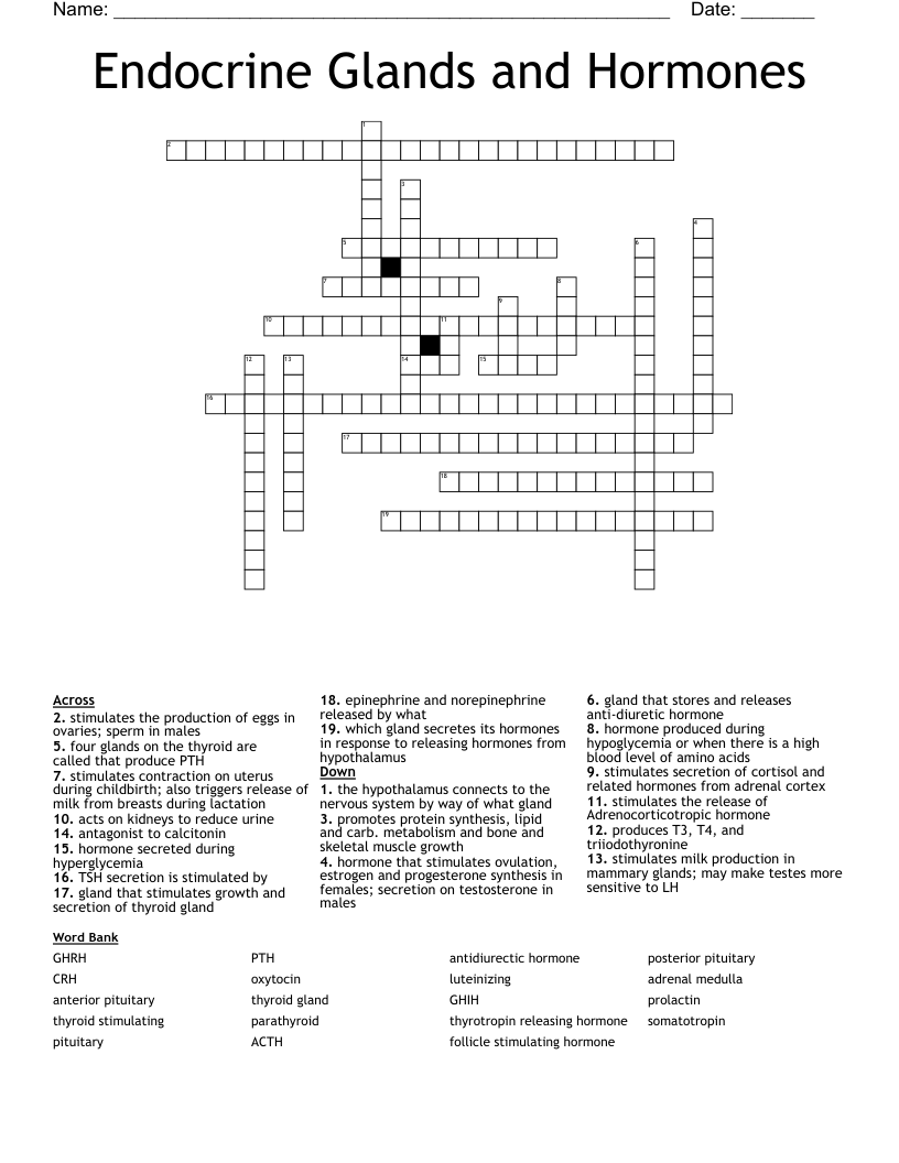 Endocrine Glands and Hormones Crossword
