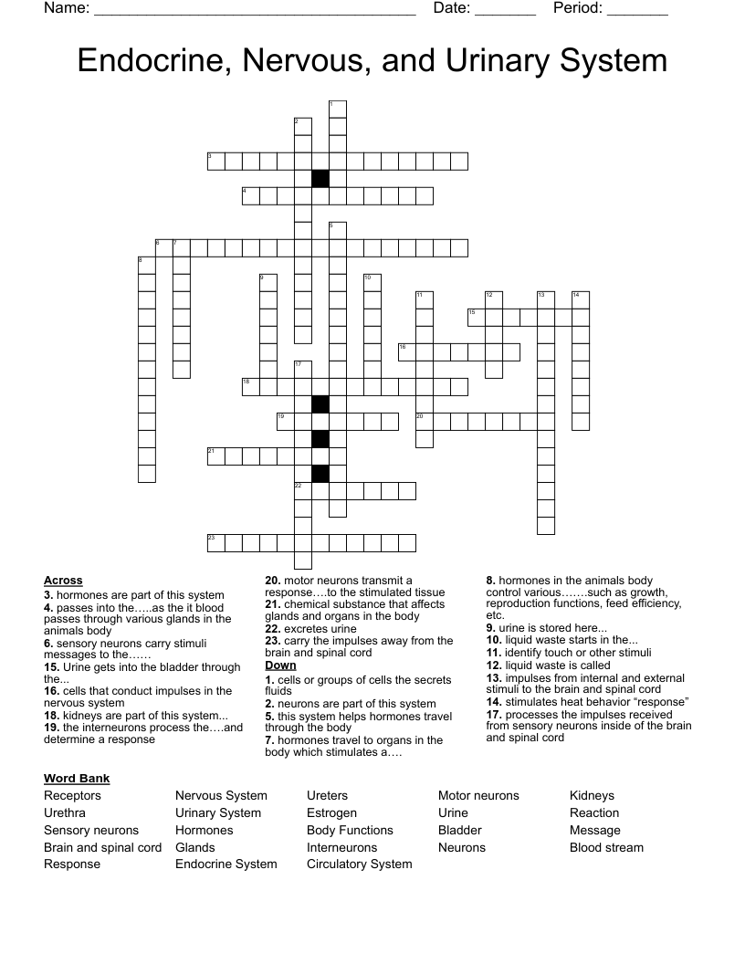Endocrine, Nervous, and Urinary System Crossword