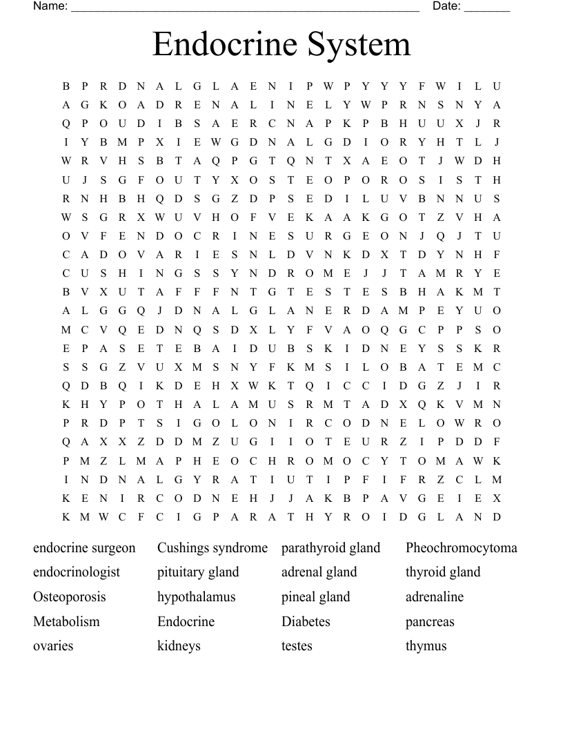 Endocrine System Word Search