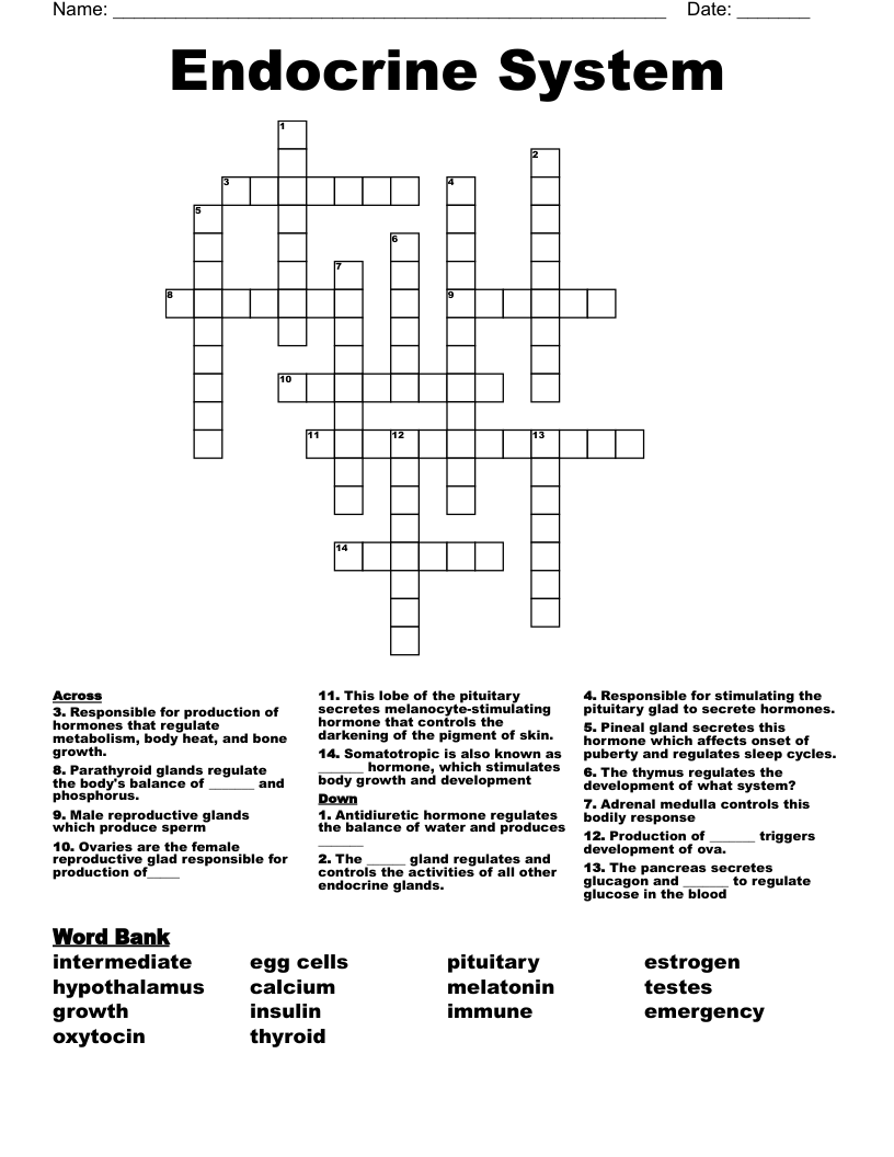 Endocrine System Crossword