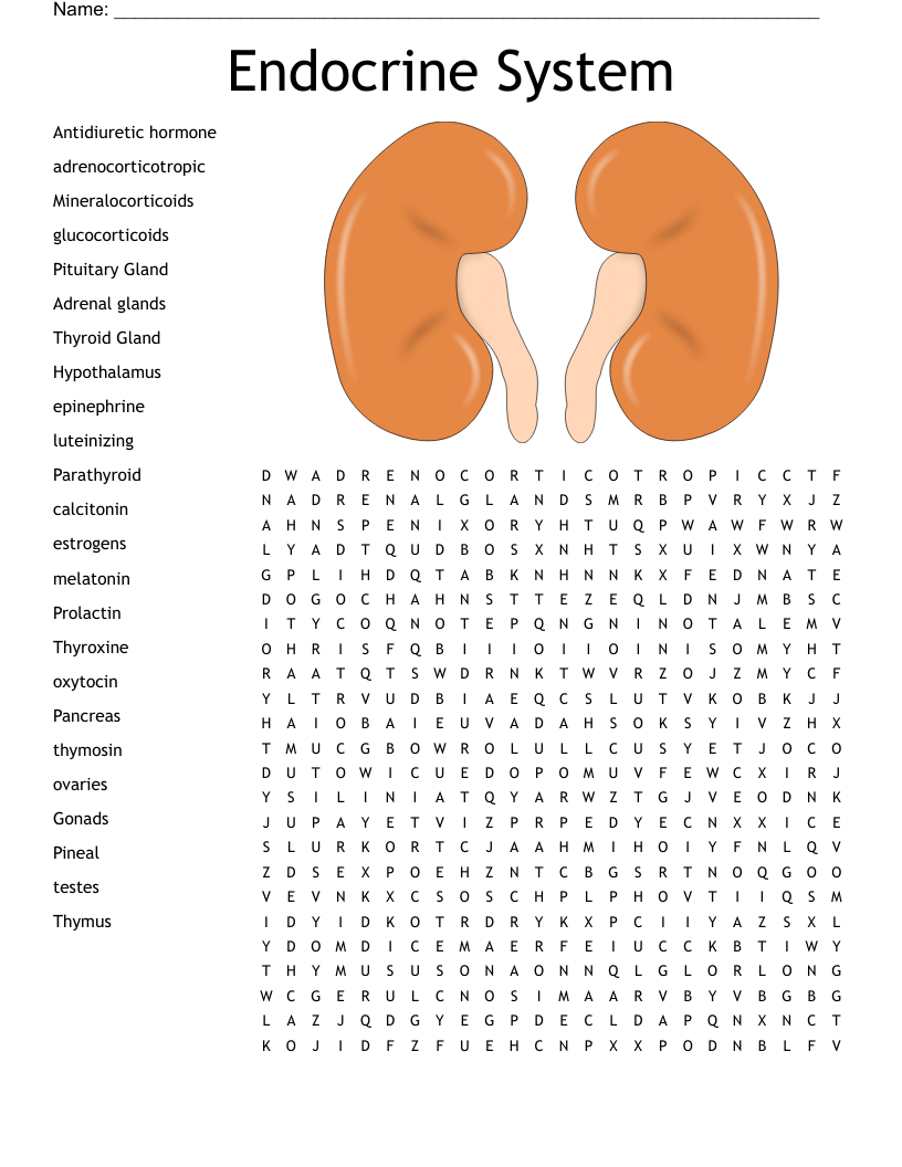Endocrine System Word Search