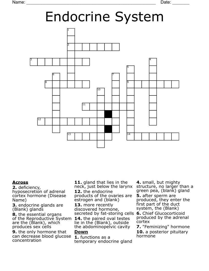 Endocrine System Crossword