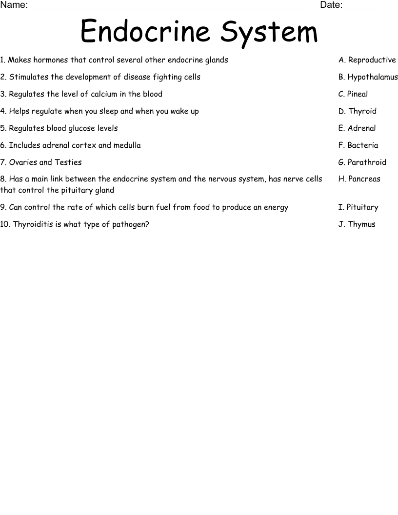Endocrine System Worksheet