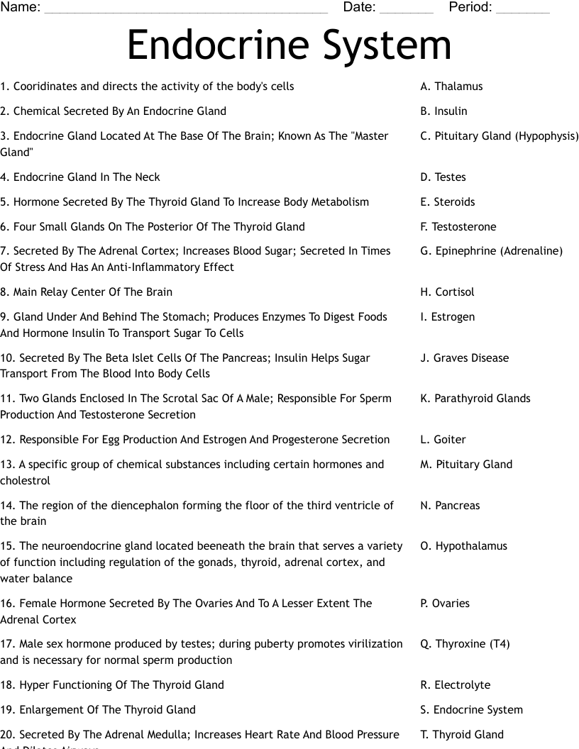 Endocrine System Worksheet