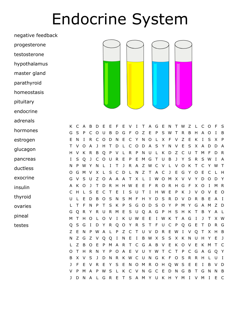 Endocrine System Word Search
