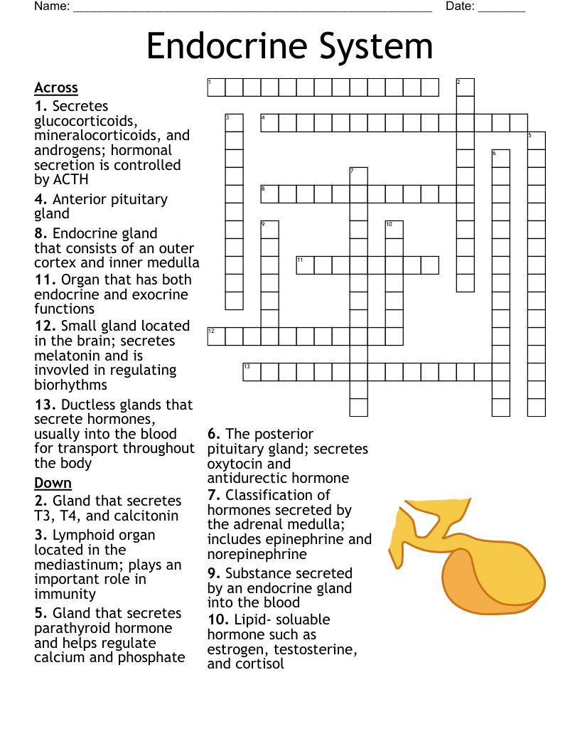 Endocrine System Crossword