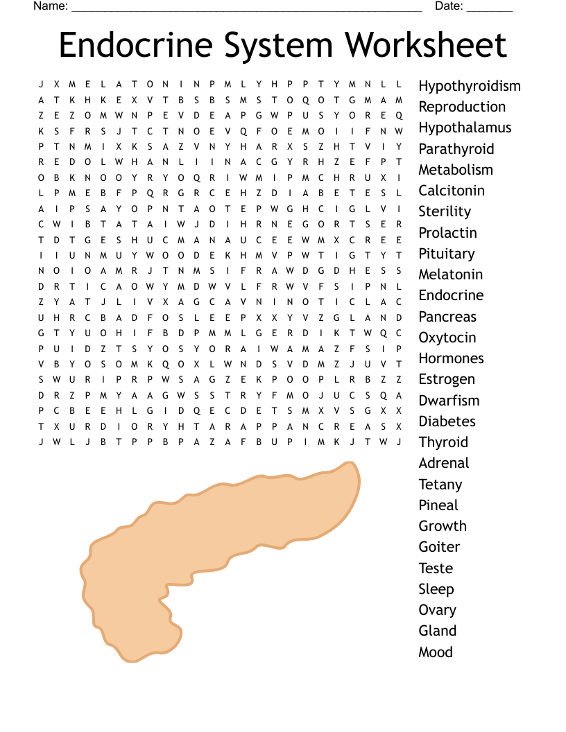 Endocrine System Worksheet Word Search