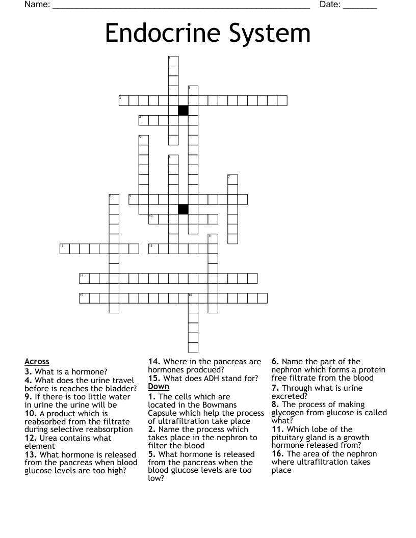 Endocrine System  Crossword