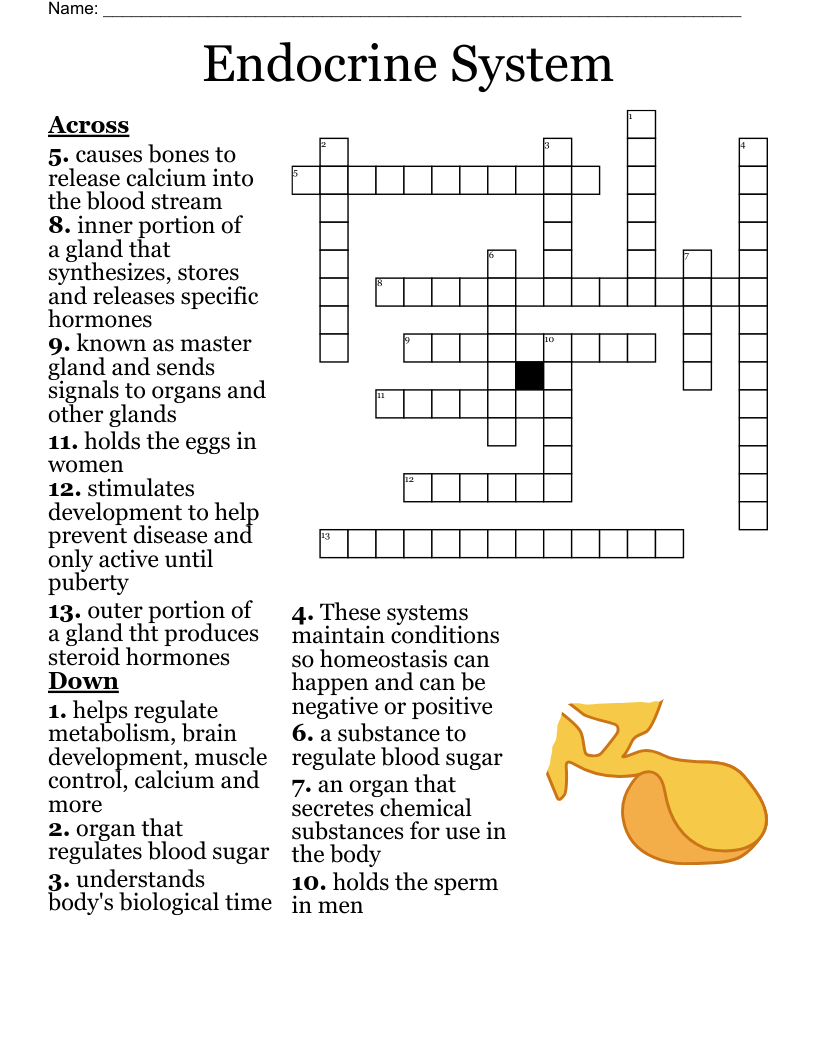 Endocrine System  Crossword