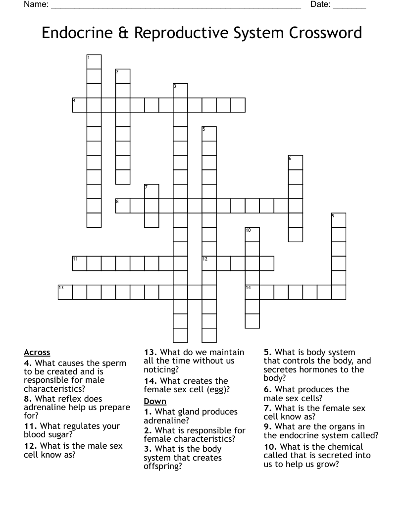 Endocrine & Reproductive System Crossword