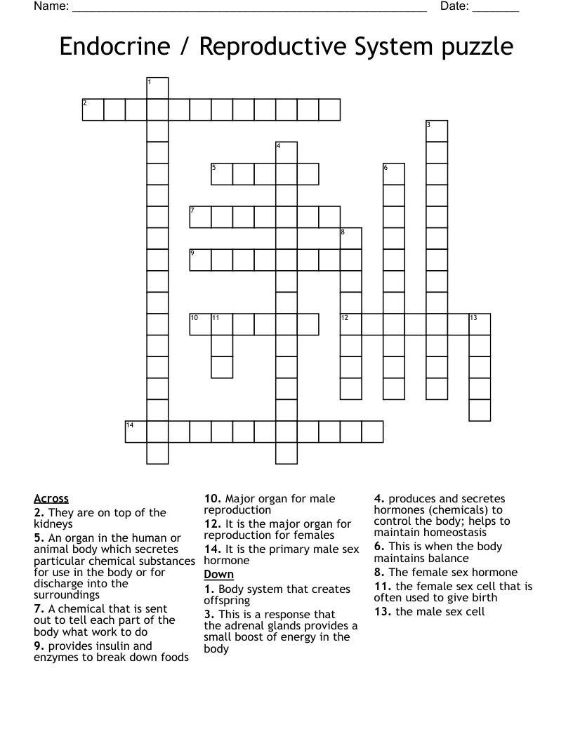 Endocrine / Reproductive System puzzle Crossword