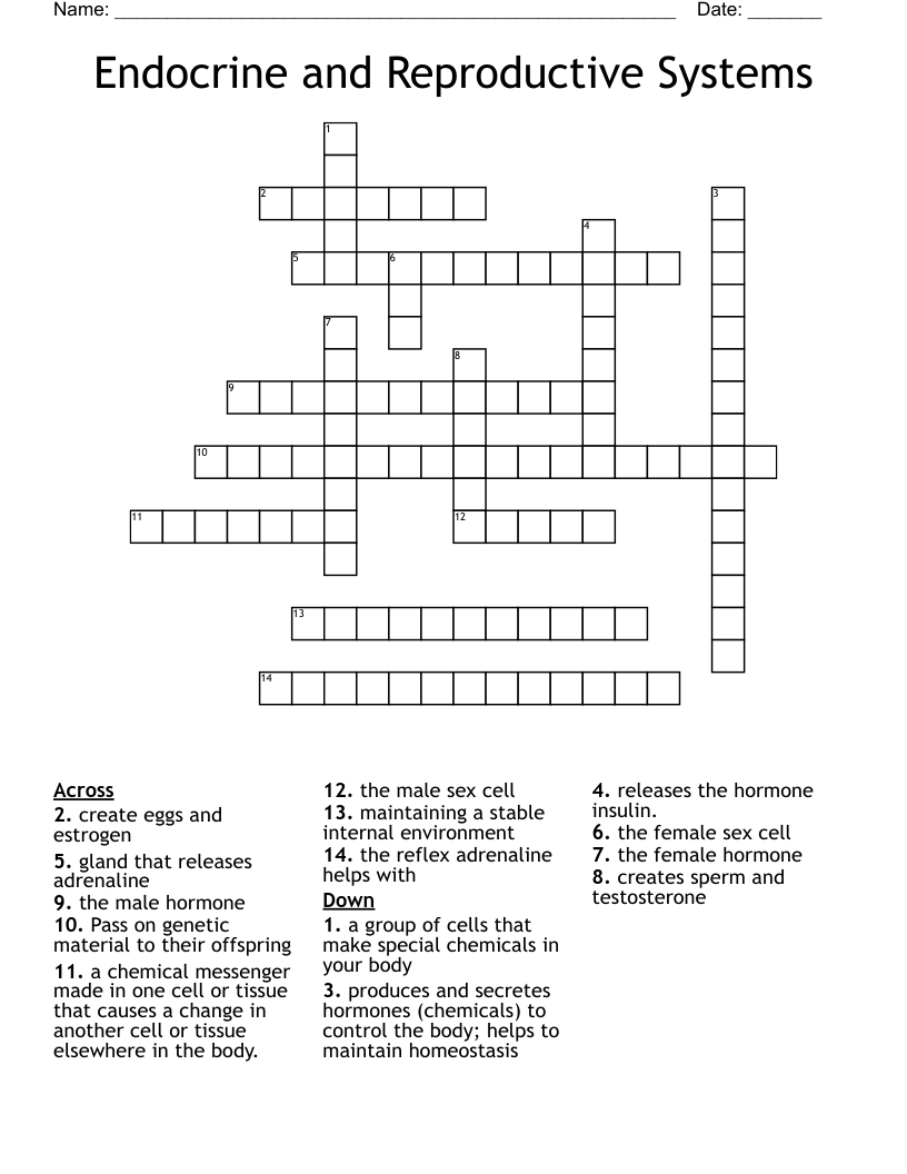 Endocrine and Reproductive Systems Crossword