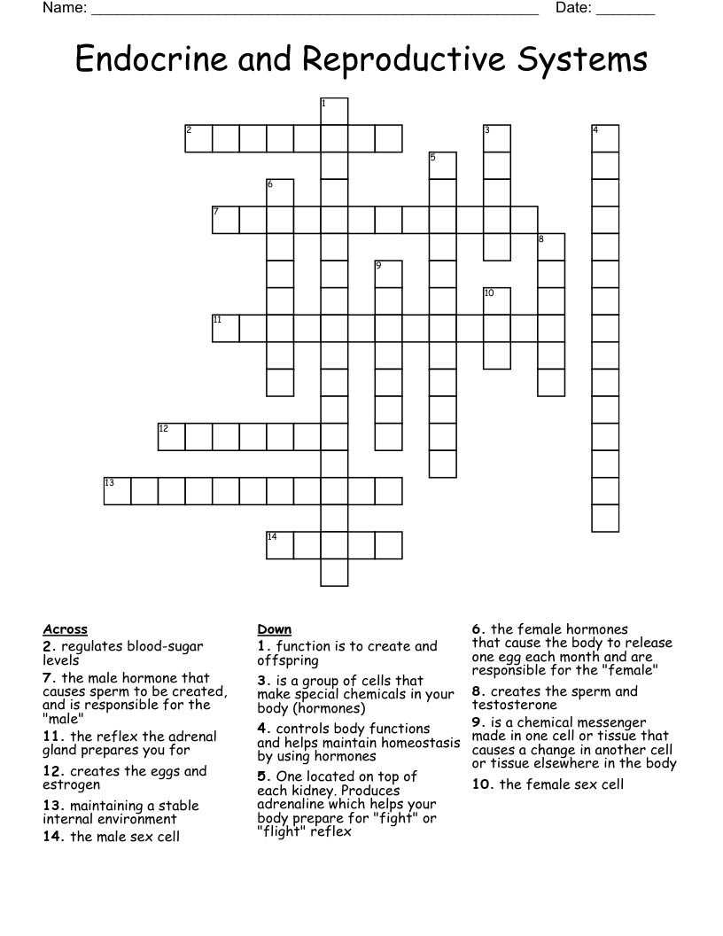 Endocrine and Reproductive Systems Crossword