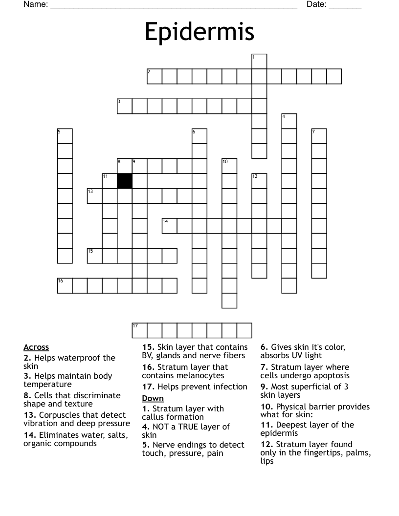Epidermis Crossword