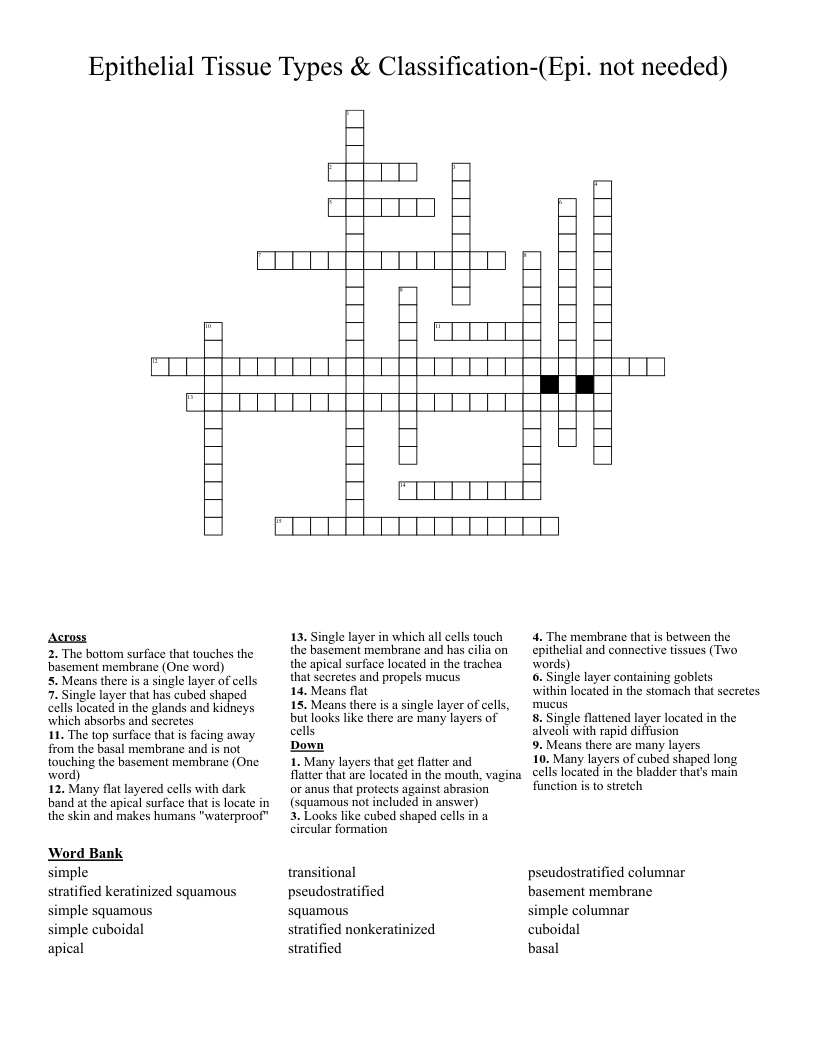 Epithelial Tissue Types  & Classification-(Epi. not needed) Crossword