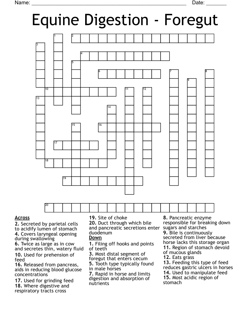 Equine Digestion - Foregut Crossword