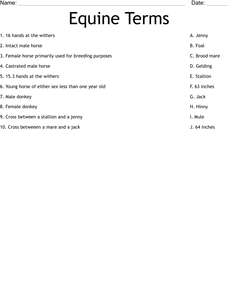 Equine Terms Worksheet
