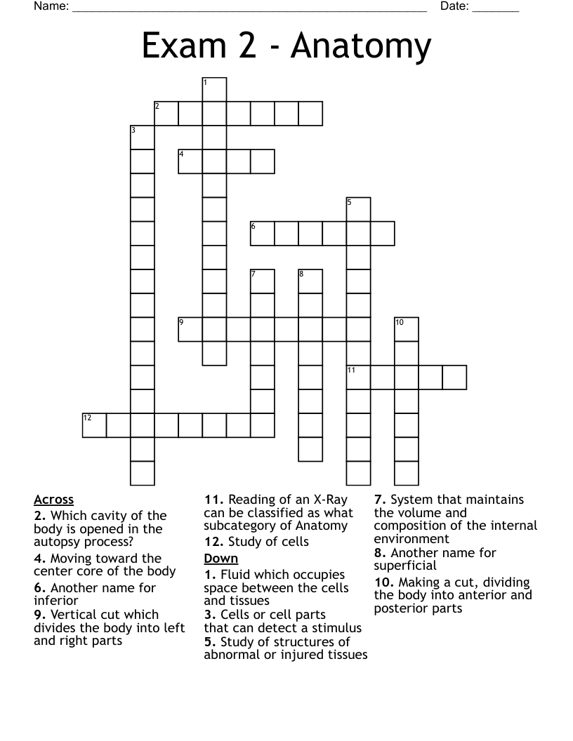 Exam 2 - Anatomy Crossword