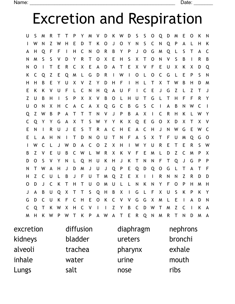 Excretion and Respiration Word Search