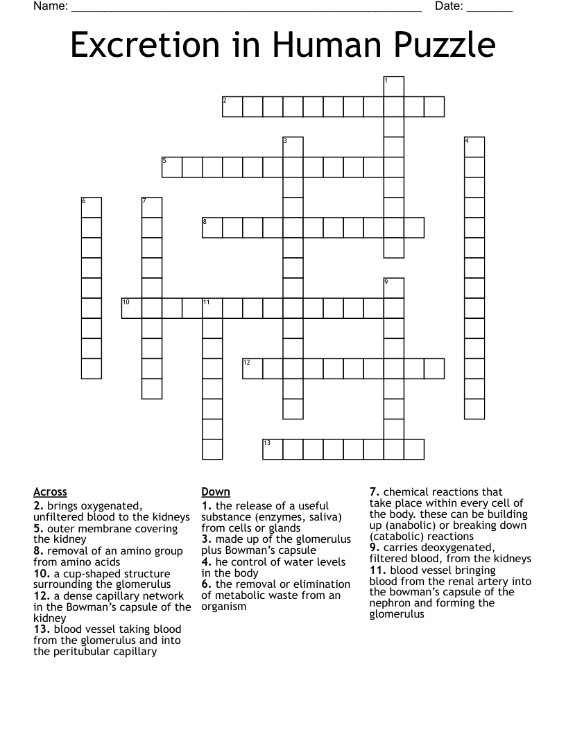 Excretion in Human Puzzle Crossword